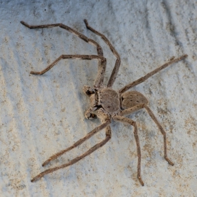 Isopeda sp. (genus) (Huntsman Spider) at Googong, NSW - 25 Apr 2020 by WHall