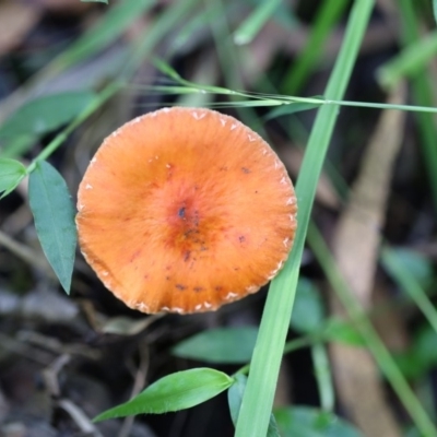 Leratiomcyes ceres (Red Woodchip Fungus) at Quaama, NSW - 25 Apr 2020 by FionaG
