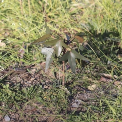 Brachychiton populneus subsp. populneus (Kurrajong) at The Pinnacle - 24 Apr 2020 by AlisonMilton