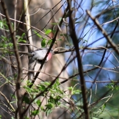 Petroica rosea (Rose Robin) at Quaama, NSW - 25 Apr 2020 by FionaG