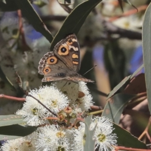 Junonia villida at Dunlop, ACT - 24 Apr 2020 10:03 AM