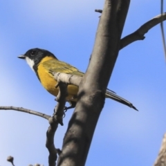 Pachycephala pectoralis (Golden Whistler) at The Pinnacle - 24 Apr 2020 by AlisonMilton