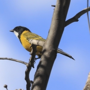 Pachycephala pectoralis at Dunlop, ACT - 24 Apr 2020 12:18 PM