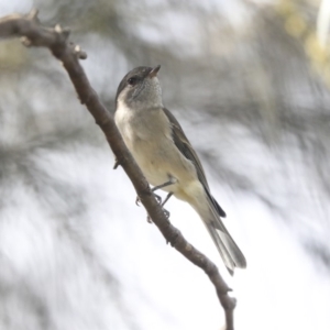 Pachycephala pectoralis at Dunlop, ACT - 24 Apr 2020 12:18 PM