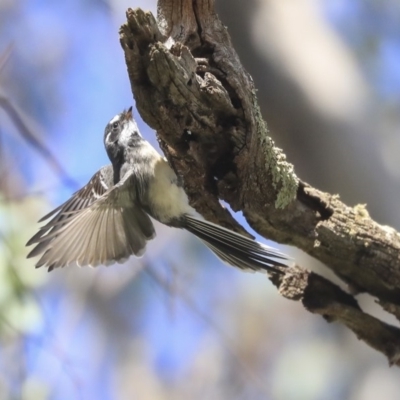 Rhipidura albiscapa (Grey Fantail) at The Pinnacle - 24 Apr 2020 by AlisonMilton