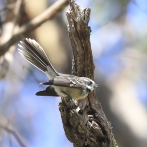 Rhipidura albiscapa at Dunlop, ACT - 24 Apr 2020 12:06 PM