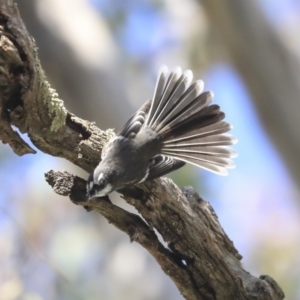 Rhipidura albiscapa at Dunlop, ACT - 24 Apr 2020