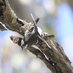 Rhipidura albiscapa at Dunlop, ACT - 24 Apr 2020