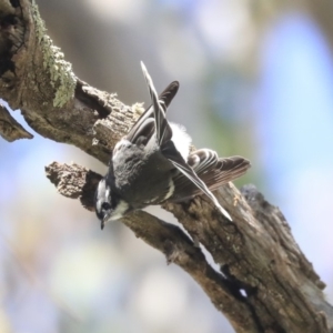 Rhipidura albiscapa at Dunlop, ACT - 24 Apr 2020