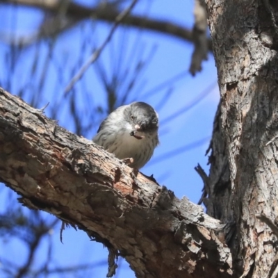 Daphoenositta chrysoptera (Varied Sittella) at The Pinnacle - 24 Apr 2020 by AlisonMilton