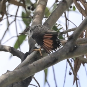 Daphoenositta chrysoptera at Dunlop, ACT - 24 Apr 2020 12:13 PM