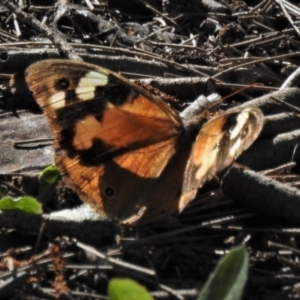 Heteronympha merope at Stromlo, ACT - 25 Apr 2020 02:04 PM