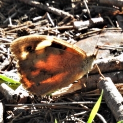 Heteronympha merope at Stromlo, ACT - 25 Apr 2020 02:04 PM