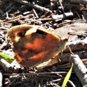 Heteronympha merope at Stromlo, ACT - 25 Apr 2020 02:04 PM
