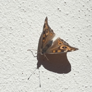 Junonia villida at Turner, ACT - 25 Apr 2020 12:16 PM