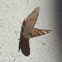 Junonia villida at Turner, ACT - 25 Apr 2020 12:16 PM