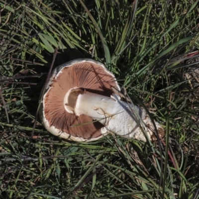 Agaricus sp. (Agaricus) at Dunlop, ACT - 24 Apr 2020 by AlisonMilton