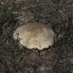 Agaricus sp. at Dunlop, ACT - 24 Apr 2020