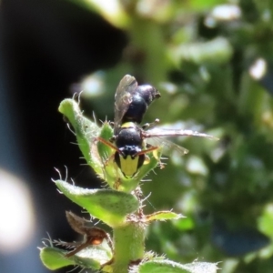 Hylaeus (Euprosopis) honestus at Macarthur, ACT - 25 Apr 2020