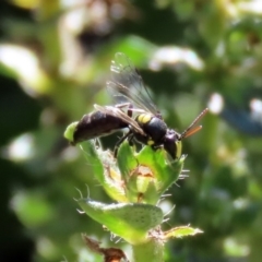 Hylaeus (Euprosopis) honestus at Macarthur, ACT - 25 Apr 2020