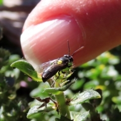 Hylaeus (Euprosopis) honestus at Macarthur, ACT - 25 Apr 2020