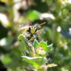 Hylaeus (Euprosopis) honestus at Macarthur, ACT - 25 Apr 2020