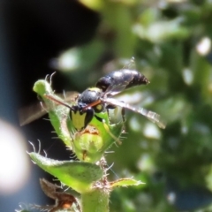 Hylaeus (Euprosopis) honestus at Macarthur, ACT - 25 Apr 2020