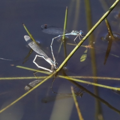 Austrolestes leda (Wandering Ringtail) at The Pinnacle - 24 Apr 2020 by AlisonMilton