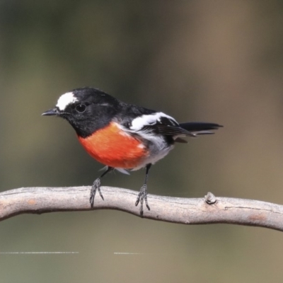 Petroica boodang (Scarlet Robin) at The Pinnacle - 24 Apr 2020 by AlisonMilton