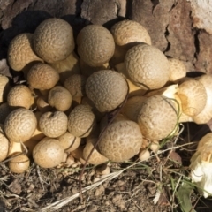 Gymnopilus junonius (Spectacular Rustgill) at Higgins, ACT - 23 Apr 2020 by Alison Milton