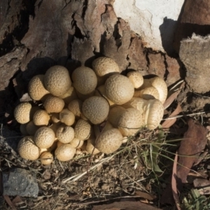 Gymnopilus junonius at Higgins, ACT - 24 Apr 2020