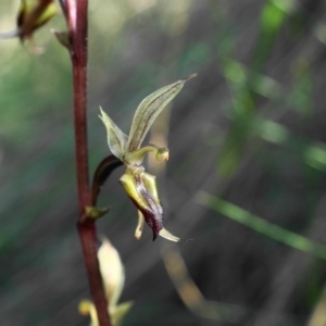 Acianthus exsertus at Acton, ACT - 25 Apr 2020