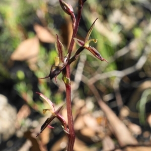 Acianthus exsertus at Acton, ACT - suppressed