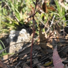 Acianthus exsertus at Acton, ACT - suppressed