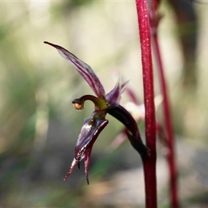 Acianthus exsertus at Point 5439 - suppressed