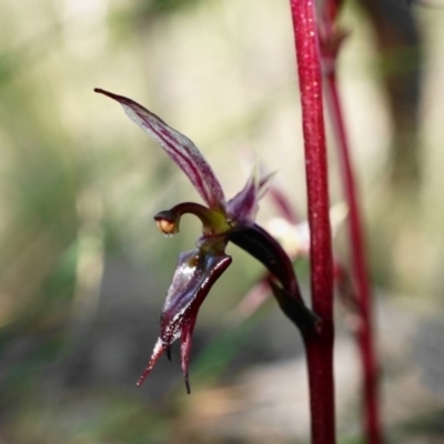 Acianthus exsertus (Large Mosquito Orchid) at Molonglo Valley, ACT - 25 Apr 2020 by shoko
