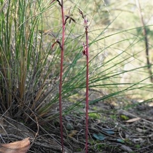 Acianthus exsertus at Point 5439 - suppressed