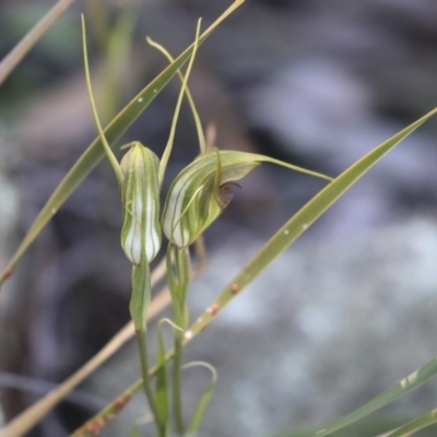 Diplodium laxum (Antelope greenhood) at Hawker, ACT - 23 Apr 2020 by AlisonMilton