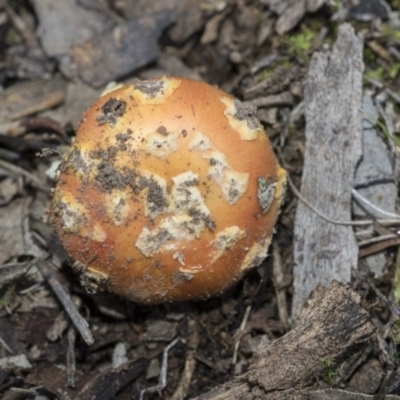 Amanita xanthocephala (Vermilion grisette) at Hawker, ACT - 23 Apr 2020 by Alison Milton