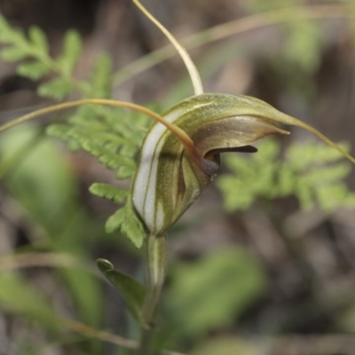 Diplodium laxum (Antelope greenhood) at The Pinnacle - 23 Apr 2020 by AlisonMilton