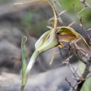 Diplodium laxum at Hawker, ACT - suppressed