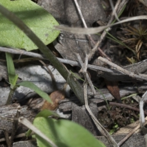 Diplodium laxum at Hawker, ACT - suppressed