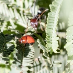 Ditropidus sp. (genus) (Leaf beetle) at Dunlop, ACT - 24 Apr 2020 by AlisonMilton