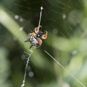 Austracantha minax at Dunlop, ACT - 24 Apr 2020