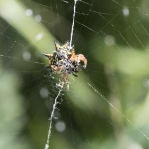 Austracantha minax at Dunlop, ACT - 24 Apr 2020