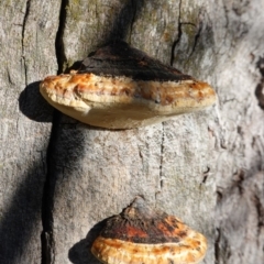 Truncospora ochroleuca at Deakin, ACT - 18 Apr 2020 by JackyF