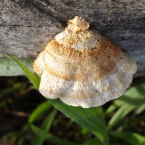 Truncospora ochroleuca at Hughes, ACT - 25 Apr 2020