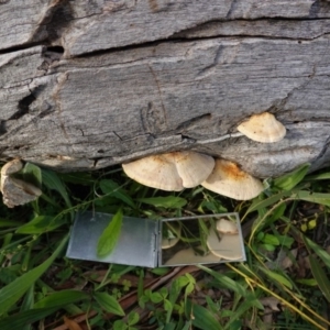 Truncospora ochroleuca at Hughes, ACT - 25 Apr 2020