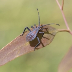 Amorbus sp. (genus) (Eucalyptus Tip bug) at The Pinnacle - 24 Apr 2020 by AlisonMilton