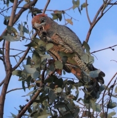 Callocephalon fimbriatum (Gang-gang Cockatoo) at GG38 - 23 Apr 2020 by JackyF